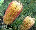 Banksia Cherry Candles